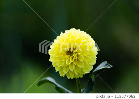 初秋の花、ダリア 118577062