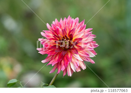 初秋の花、ダリア 118577063