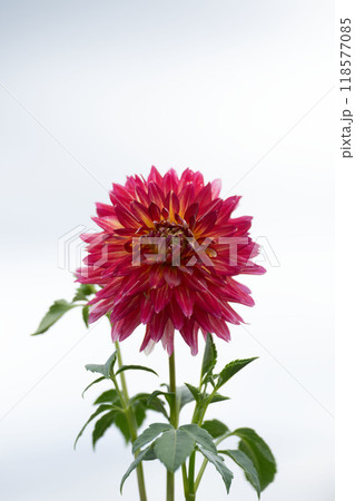 初秋の花、ダリア 初秋の花、ダリア 118577085