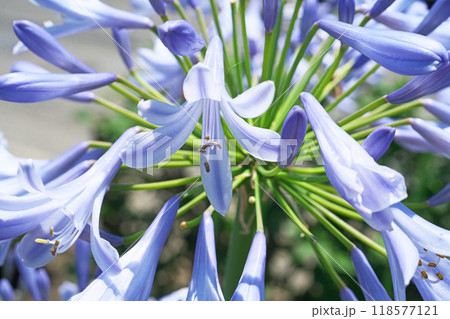 青色のアガパンサスの花（夏、六月） 118577121