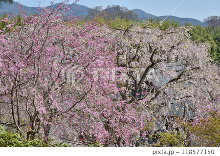 天龍寺の桜 天龍寺の桜 118577150