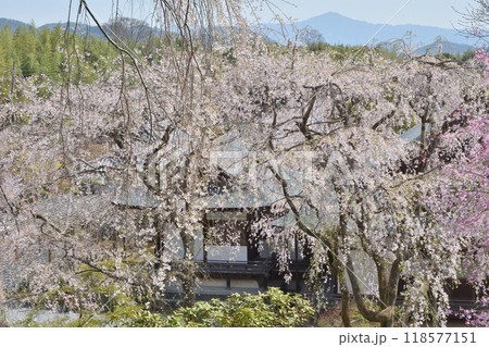 天龍寺の桜 天龍寺の桜 118577151