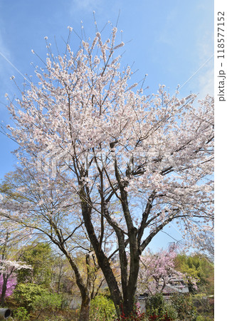 天龍寺の桜 天龍寺の桜 118577152