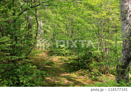 Kumoba Pond in the summer resort town of Karuizawa in the Japanese Alps in Nagano Japan 118577191