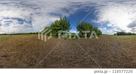 360 VR. Mulberries in the country 118577220