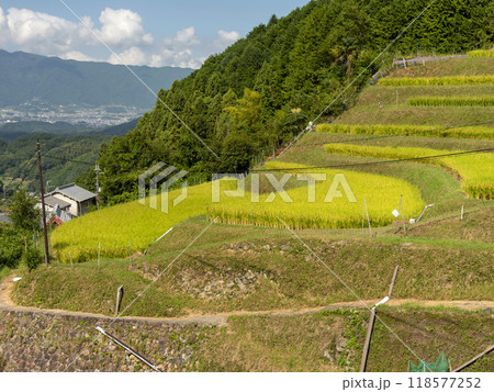 明日香村上地区の棚田 118577252