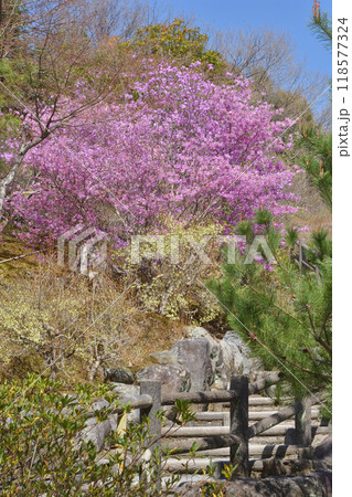天龍寺の躑躅 118577324