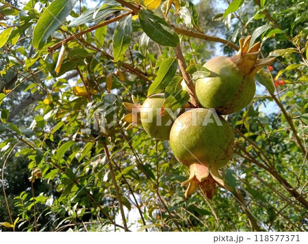 ざくろの木に実が生る ざくろの木に実が生る 118577371