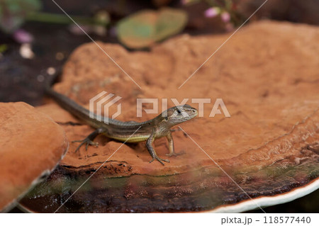 カナヘビ 118577440