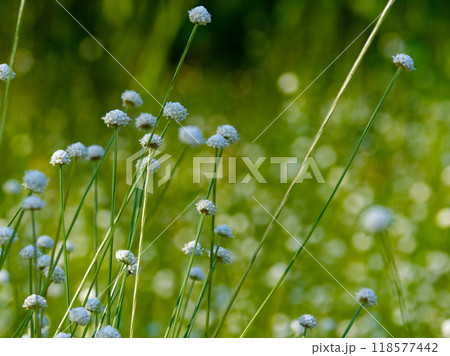 日本固有種ホシクサ科シラタマホシクサ群生 日本固有種ホシクサ科シラタマホシクサ群生 118577442