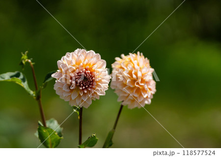 初秋のダリア 初秋のダリア 118577524
