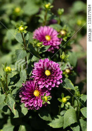 秋花壇のダリア 秋花壇のダリア 118577684