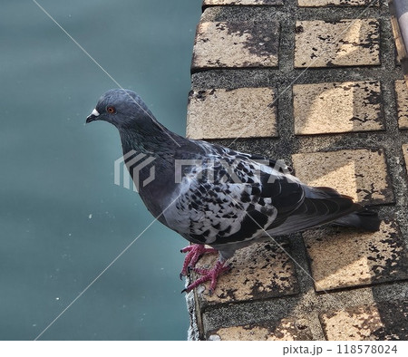 長崎 出島の静かにたたずむ鳩とレンガの壁際 長崎 出島の静かにたたずむ鳩とレンガの壁際 118578024