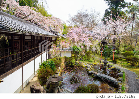 桜咲く十輪寺、春の風景 桜咲く十輪寺、春の風景 118578168
