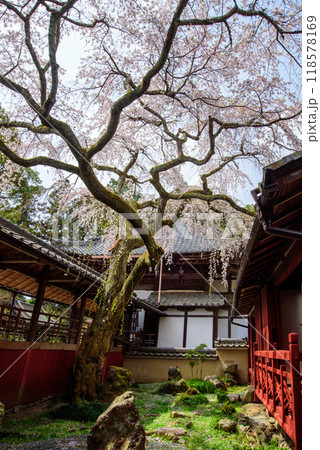 春の十輪寺と業平桜 春の十輪寺と業平桜 118578169