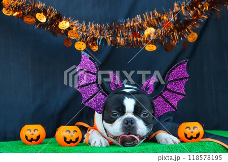 ハロウィンのコスプレで可愛く見つめるボストンテリアのマイティ君♡ 118578195