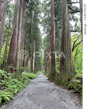 戸隠神社の木々に囲まれた道 118578197