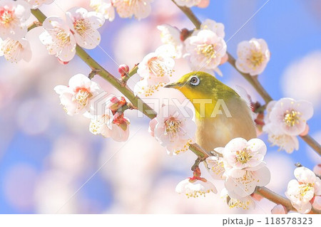 梅の木に留まるメジロ 118578323