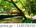 小國神社の新緑の中に架かる赤い橋 118578350