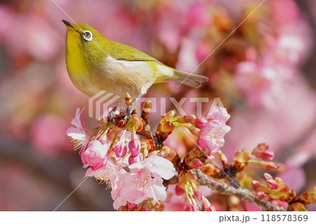 河津桜にとまるメジロ 河津桜にとまるメジロ 118578369
