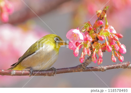 ピンク色の河津桜と可愛いメジロ ピンク色の河津桜と可愛いメジロ 118578493
