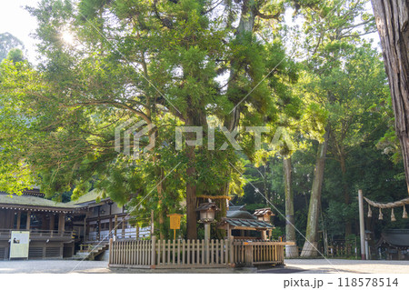 三輪明神 大神神社 巳の神杉 三輪明神 大神神社 巳の神杉 118578514