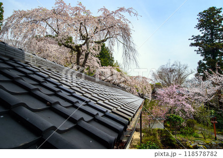 瓦屋根にかかる業平桜 瓦屋根にかかる業平桜 118578782