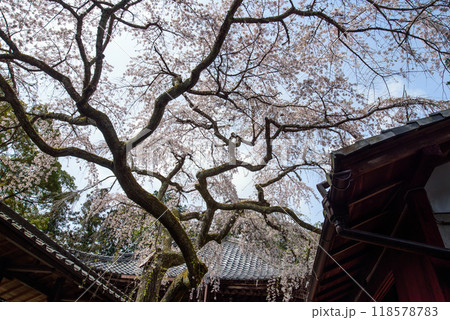 京都大原野の業平桜 118578783