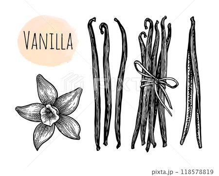 Vanilla spice ink sketch set. 118578819