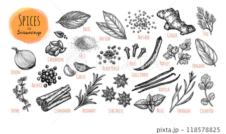 Ink Drawings of Spices and Herbs. 118578825