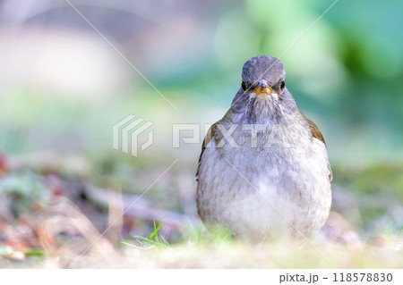 地面に降りてこちらを見るシロハラ 118578830