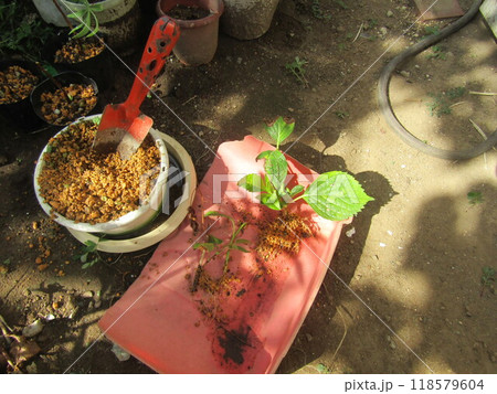 六月に挿し木した紫陽花の発根を確認 118579604