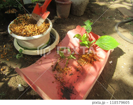 六月に挿し木した紫陽花の発根を確認 118579605