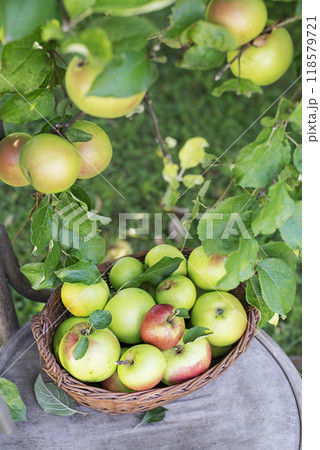 Apple harvest 118579721