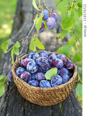 Plum harvest 118579722