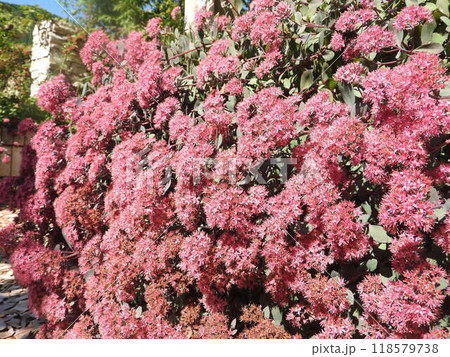 満開の「ベンケイソウ」 118579738