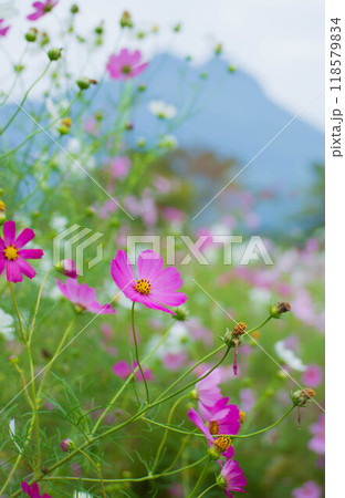 コスモスが写る湯布院の秋の風景 118579834