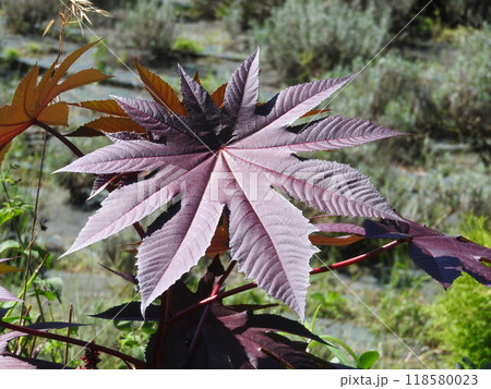夏に色付いた「トウゴマ」の大きな葉 118580023