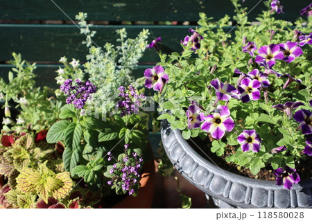 ヘリオトロープの寄せ植え、サフィニアの寄せ鉢 118580028