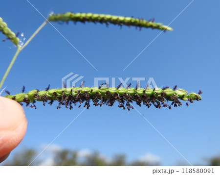 開花した雑草「シマスズメノヒエ」 118580091