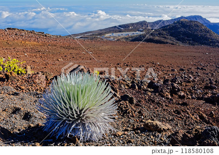 マウイ島　ハレアカラ山頂のシルバーソード 118580108