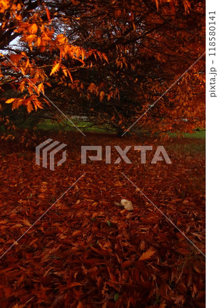Autumn mood in a red oak wood Autumn mood in a red oak wood 118580141