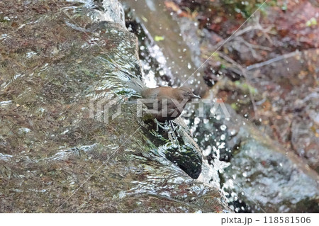 水辺に来たカワガラス。 水辺に来たカワガラス。 118581506
