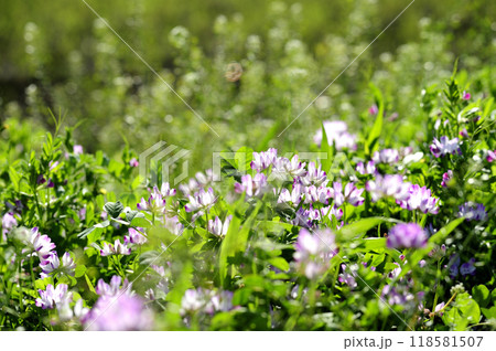 いつか見た れんげ草 いつか見た れんげ草 118581507