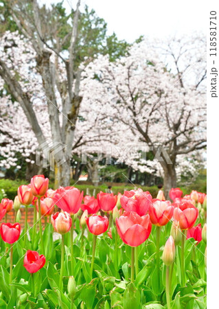 西大畑公園の桜とチューリップ（新潟県） 118581710