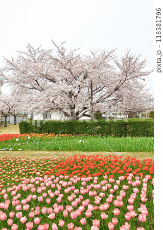 新潟ふるさと村の桜とチューリップ(新潟県) 新潟ふるさと村の桜とチューリップ(新潟県) 118581796