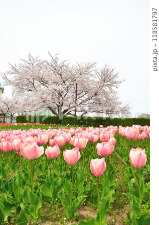 新潟ふるさと村の桜とチューリップ（新潟県） 118581797
