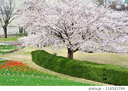 新潟ふるさと村の桜とチューリップ（新潟県） 118581799