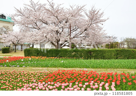 新潟ふるさと村の桜とチューリップ(新潟県) 新潟ふるさと村の桜とチューリップ(新潟県) 118581805
