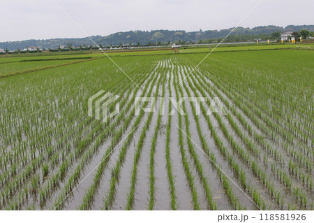 田植えが終わった田んぼ 田植えが終わった田んぼ 118581926